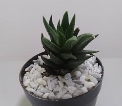 🦓🌱