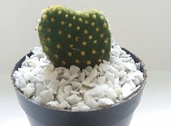 💛🌵