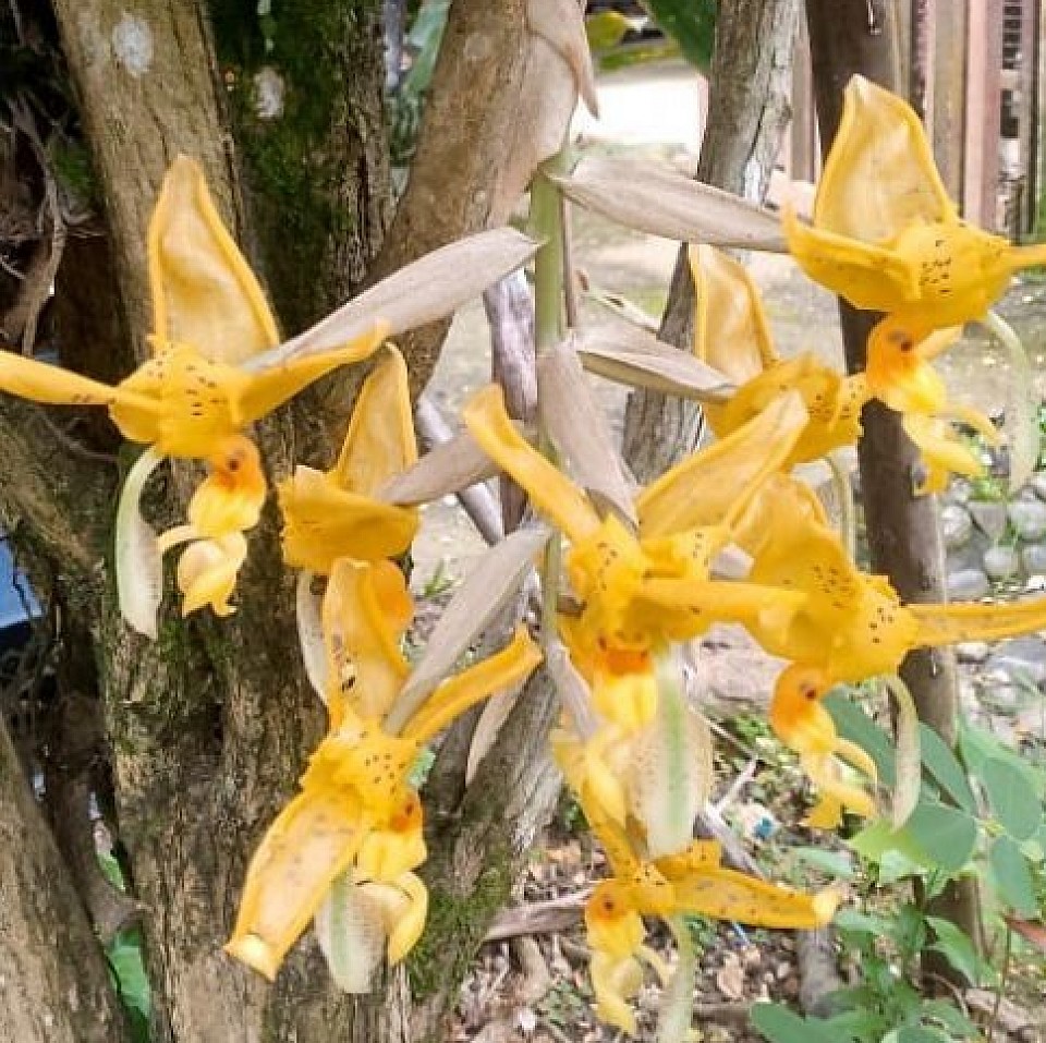 💛