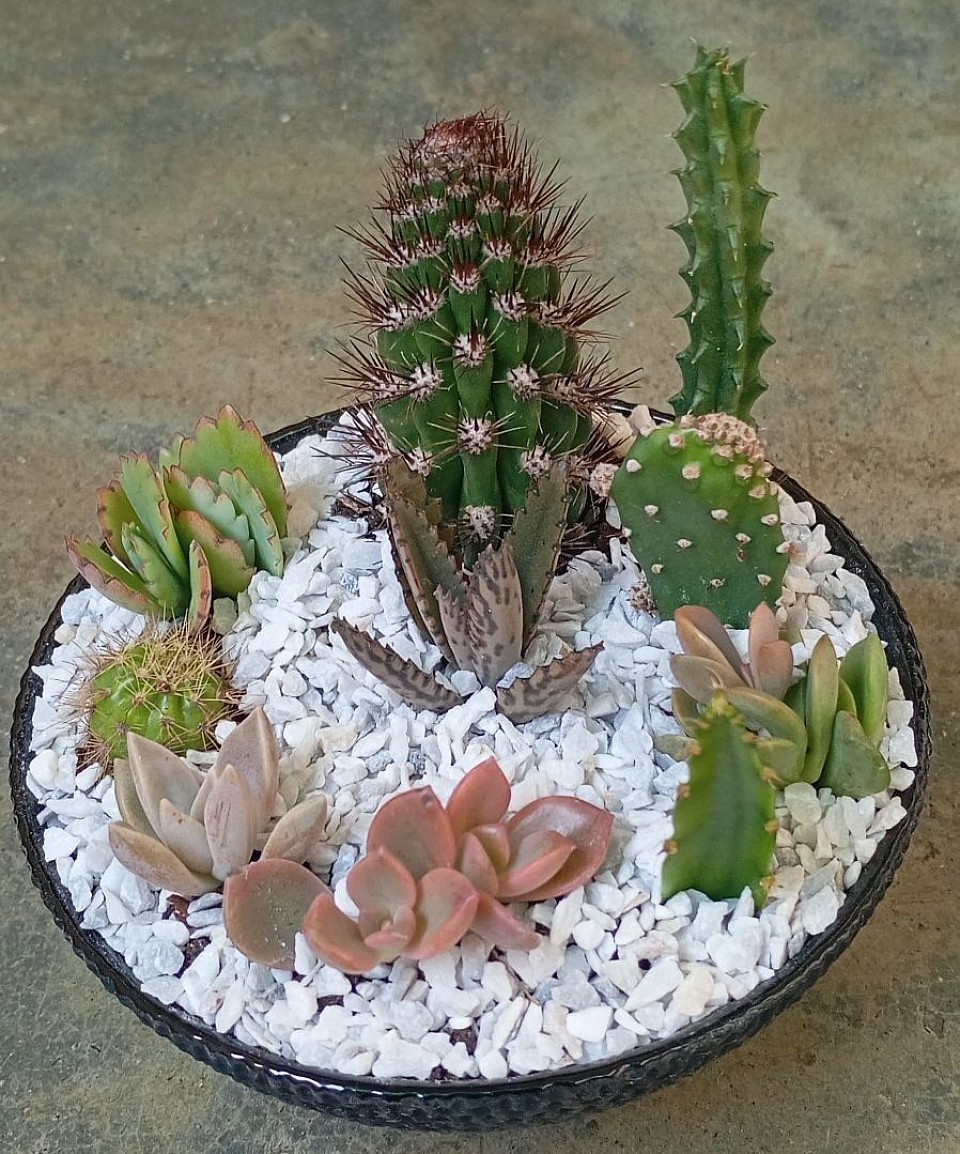 🌵💚